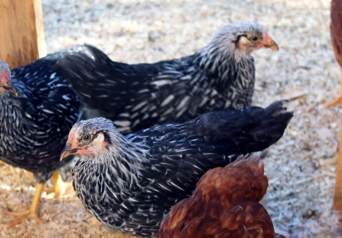 A Rhode Island Red hen